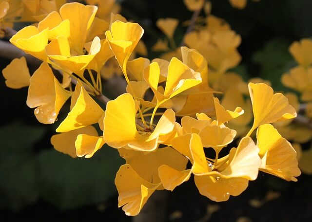 Natural Remedies - Ginkgo