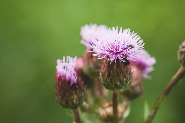 Natural Remedies Milk thistle
