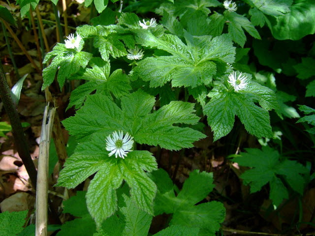 Natural Remedies: Goldenseal