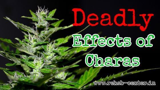 7 Deadly Effects of Charas/Cannabis