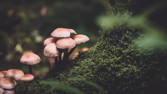 Psilocybe Cubensis | Potential Benefits and Risks