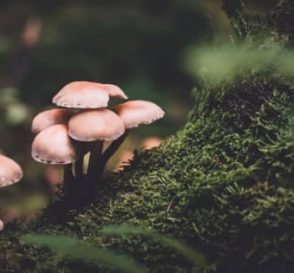 Psilocybe Cubensis | Potential Benefits and Risks